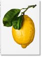 The Gourmand s Lemon: A Collection of Stories and Recipes Hot on Sale