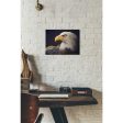 Bald Eagle Study  by Chris Vest, Giclee Canvas Wall Art For Discount