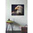 Bald Eagle Study  by Chris Vest, Giclee Canvas Wall Art For Discount