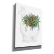 Proud Llama Pot II  by Cindy Jacobs, Giclee Canvas Wall Art on Sale