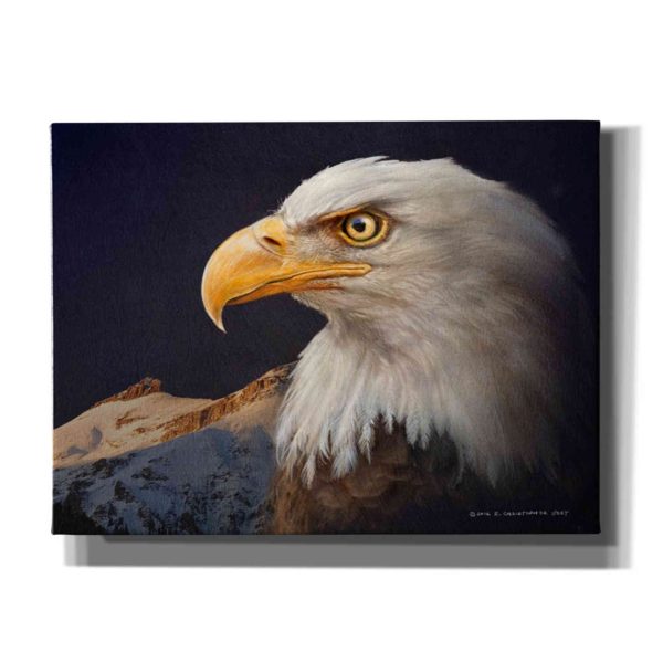 Bald Eagle Study  by Chris Vest, Giclee Canvas Wall Art For Discount