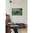 Caudipteryx  Canvas Wall Art For Sale