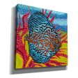 Brilliant Tropical Fish II  by Carolee Vitaletti Giclee Canvas Wall Art Discount