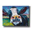 Curious Cow II  by Carolee Vitaletti Giclee Canvas Wall Art Discount